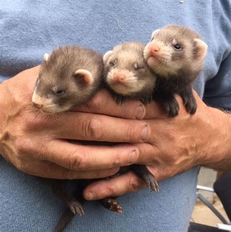 Search for rescue ferrets for adoption. . Ferrets for sale near me craigslist